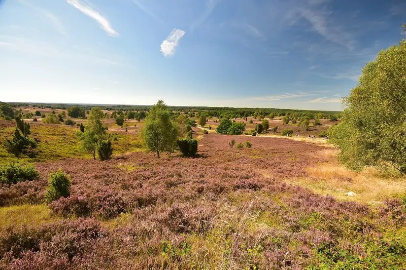 Blommande ljung vid Wilseder Berg på Lüneburger Heide