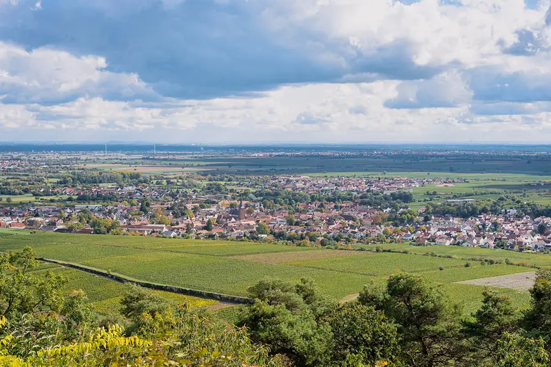 Vinodlingar vid Deidesheim i Pfalz