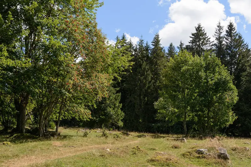 Vandringsled vid Schönwald i Schwarzwald