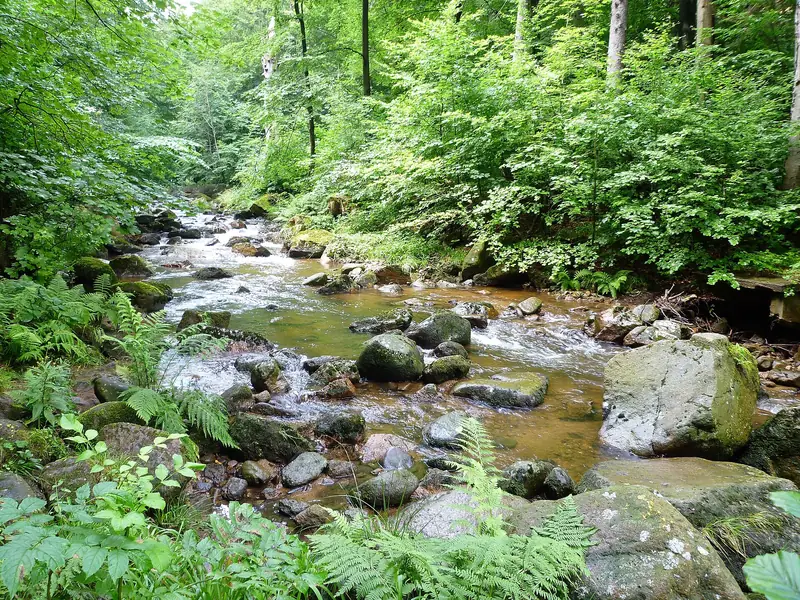 Grön skog och bäck i Ilsetal i Harz