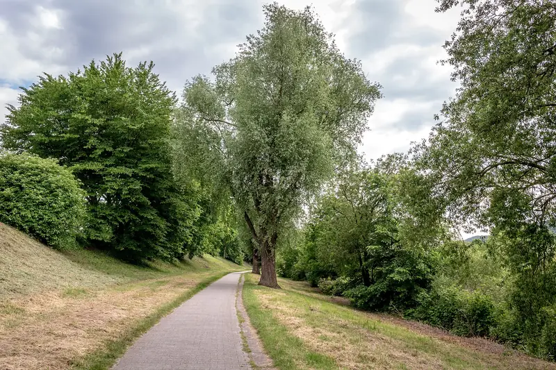 Träd och grönska längs Moselradweg i Trier