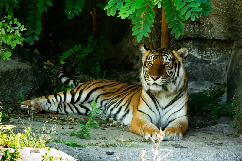 En tiger vilar på en klippa i Tierpark Berlin