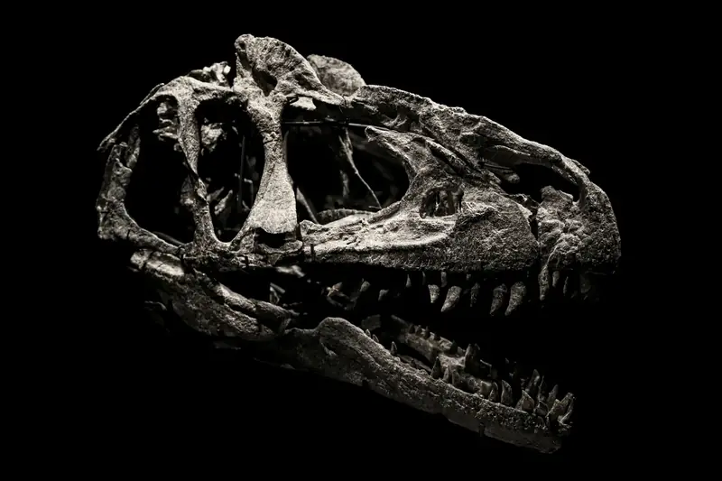 Dinosaurieskalle utställd på Museum für Naturkunde i Berlin