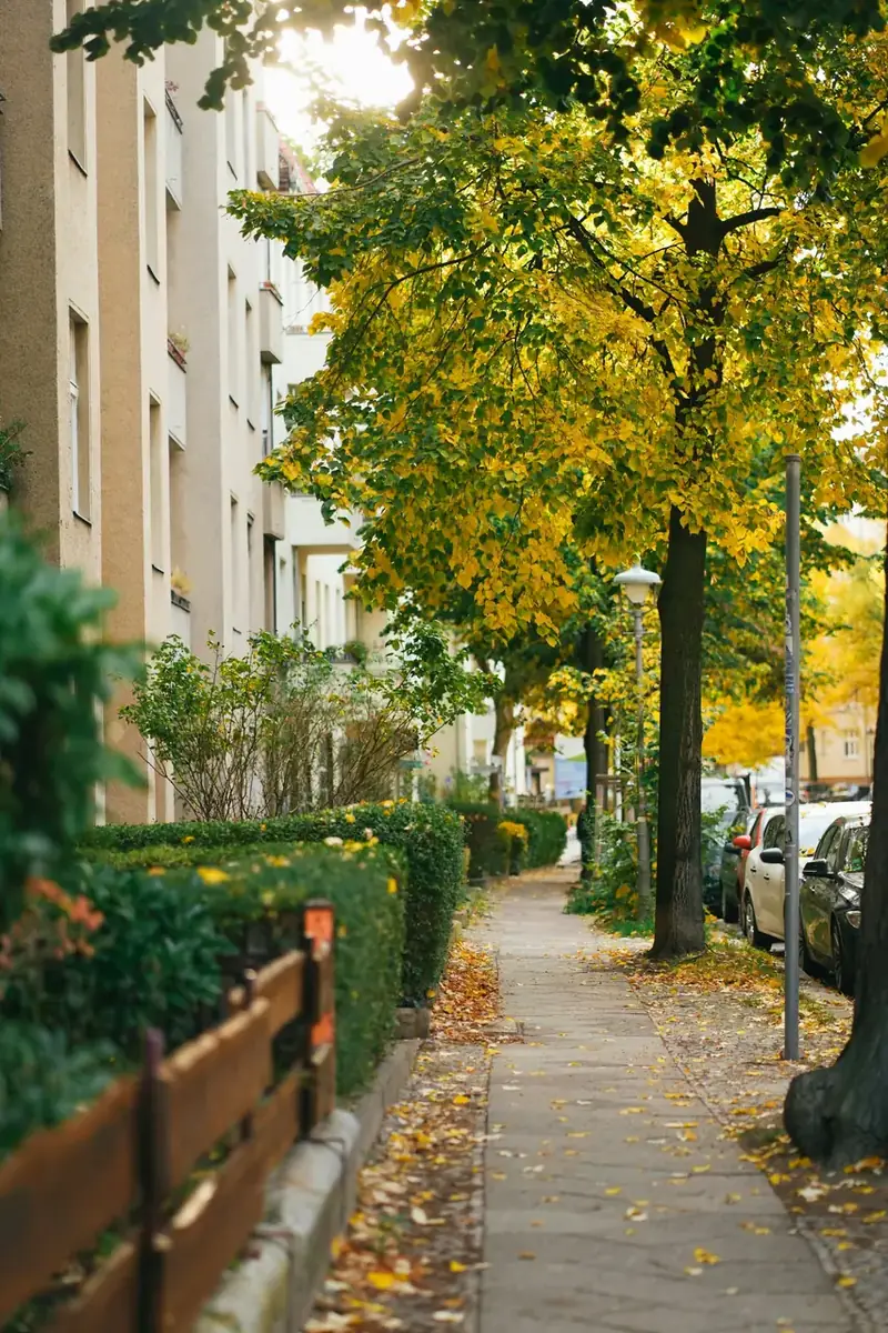 Höstträd längs en gata i Steglitz