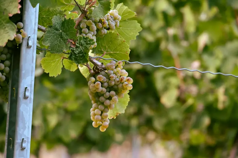 Gröna druvor på en vinranka i Pfalz