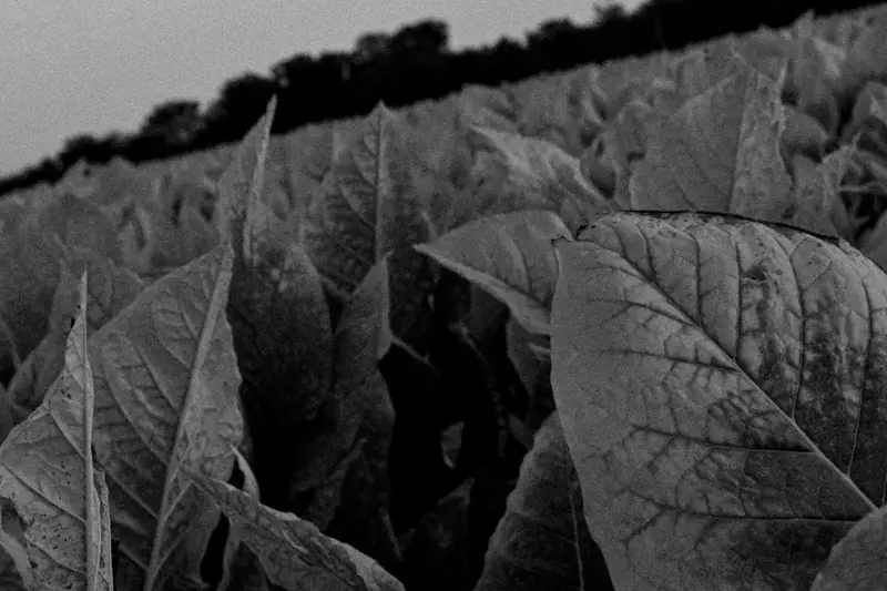 tobaksblad