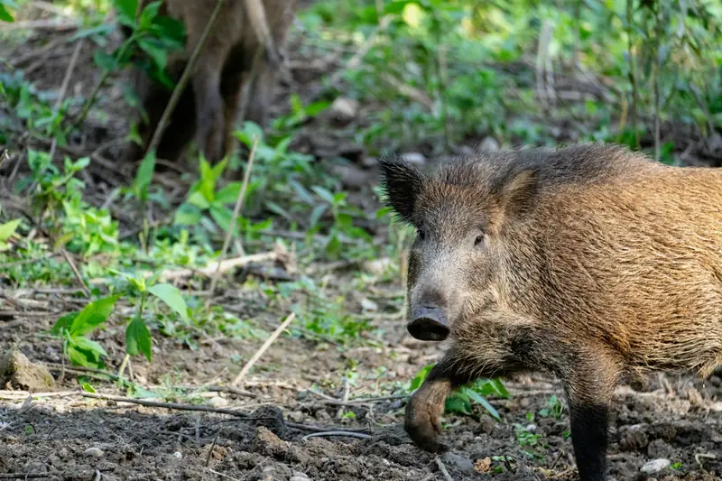 Vildsvin fotograferat vid Landsberg am Lech i Tyskland