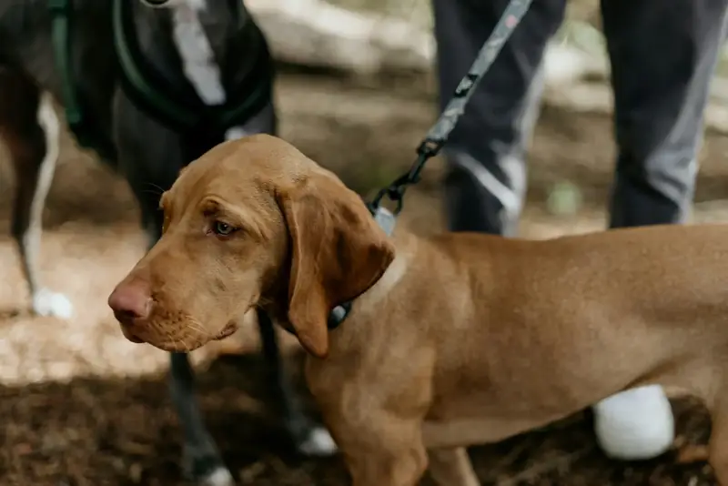 hund i koppel på en skogsstig