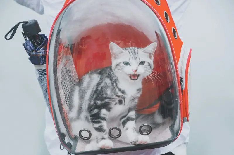 katt i en transportväska