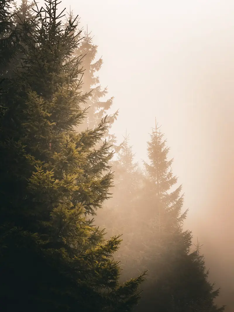 Skog och dimma i Harz